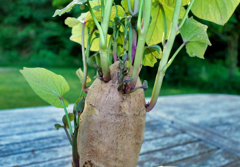How to Grow Sweet Potato Slips Like a Pro