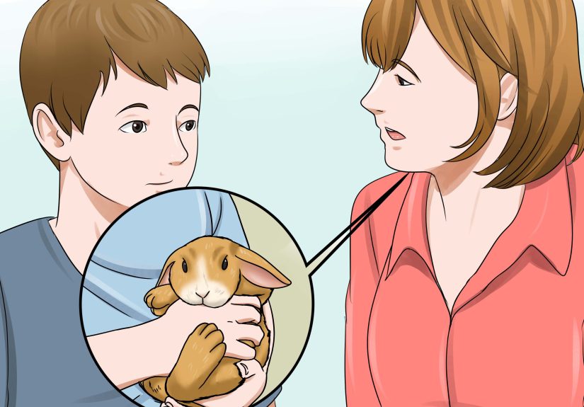How to Hold Your Mini Lops: 12 Steps