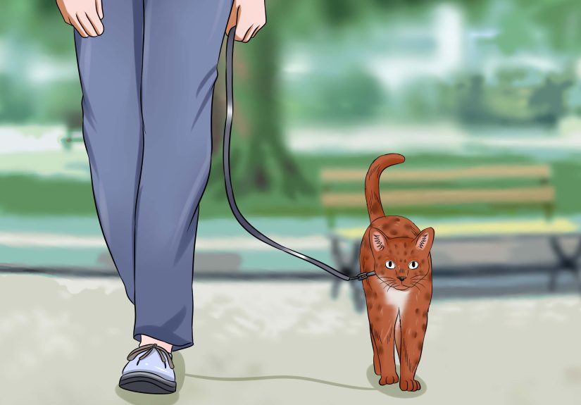 How to Keep a Cat from Running out the Door: 8 Steps