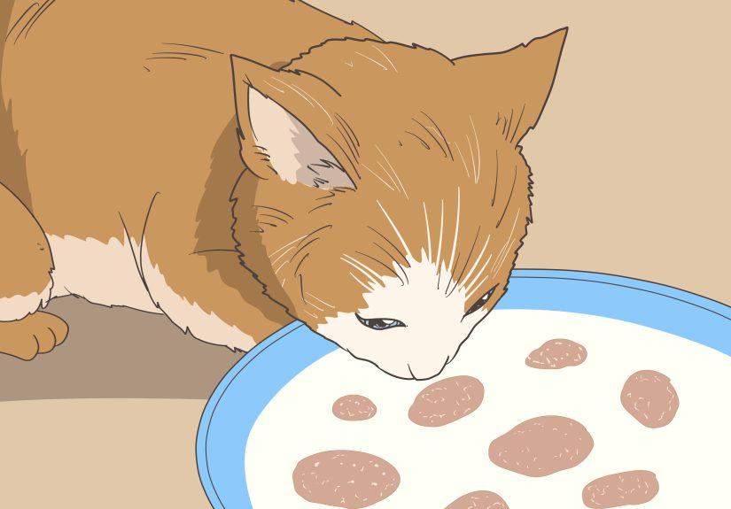 How to Make Kitten Formula: Commercial & Homemade Options