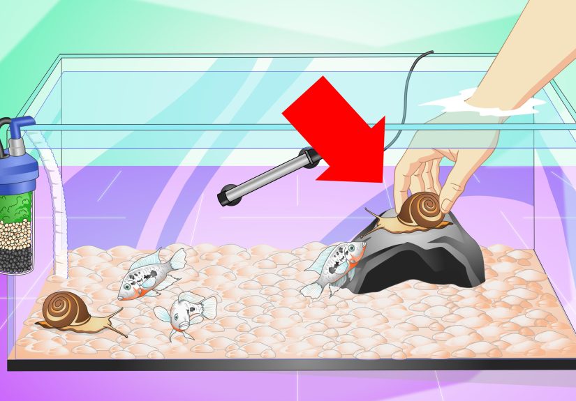 How to Set up a Cichlid Tank