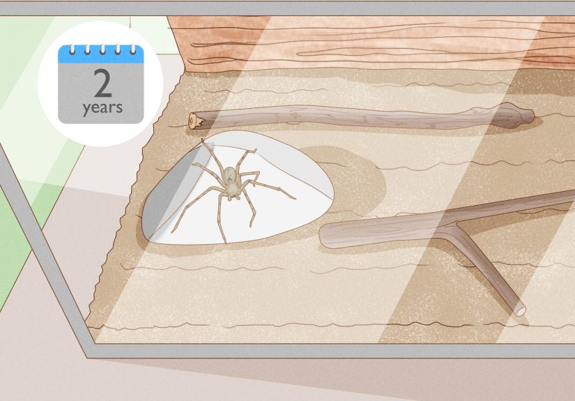 How to Take Care of a Huntsman Spider: 10 Steps
