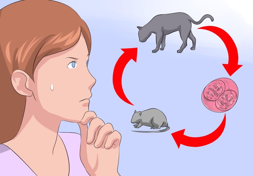 How to Treat Coccidiosis in Cats: Treatment, Medications & More