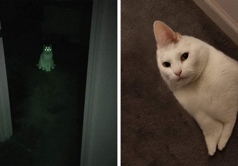 People Are Submitting Pics Of Their Pets To This Instagrammer, And She Gives Them Hilarious Makeovers (58 New Pics)