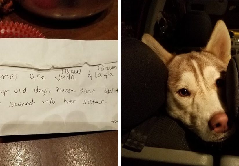Someone Found These 2 Huskies Abandoned At A Dog Park With A Heartbreaking Note