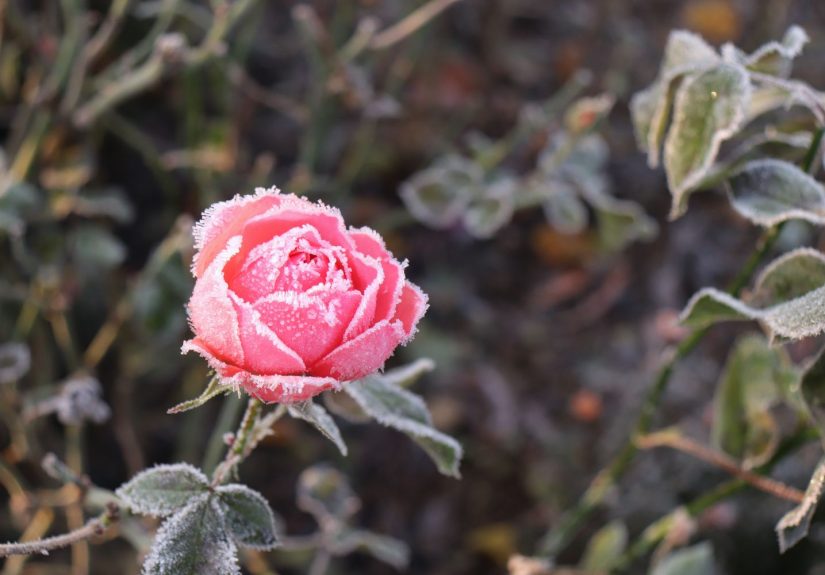 The Best Way to Protect Your Roses After the First Frost