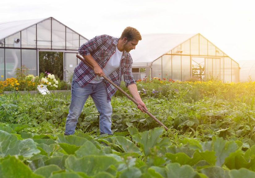 The Clean Fifteen: 15 Foods That Are Low in Pesticides