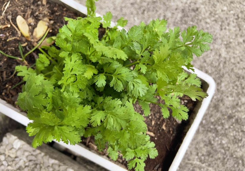 When and How to Prune Cilantro Like a Garden Pro