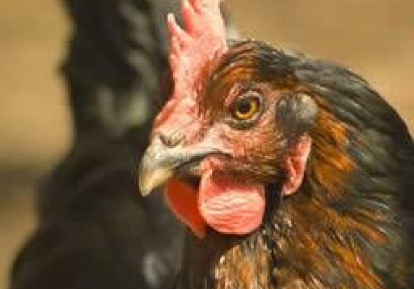 Where Has Bird Flu Been Found So Far, Globally?