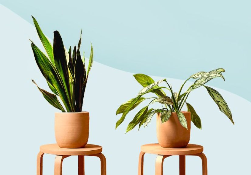 11 Low Maintenance Plants for the Forgetful Type