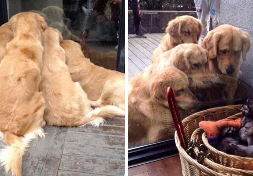 20 Times Retrievers Proved They Are The Best Dogs Ever