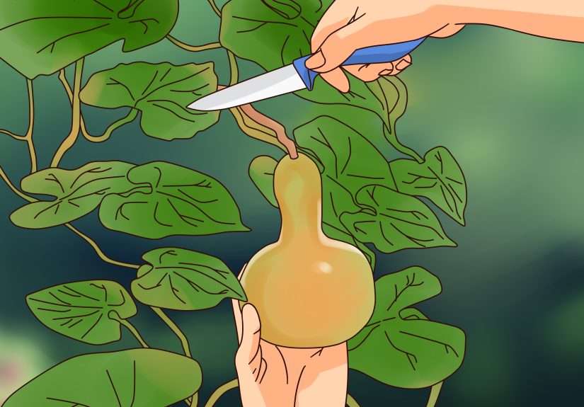 3 Ways to Dry Gourds for Decorating
