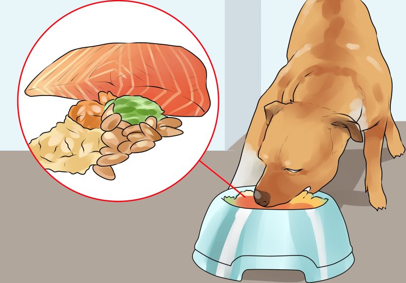 3 Ways to Groom Your American Pit Bull Terrier