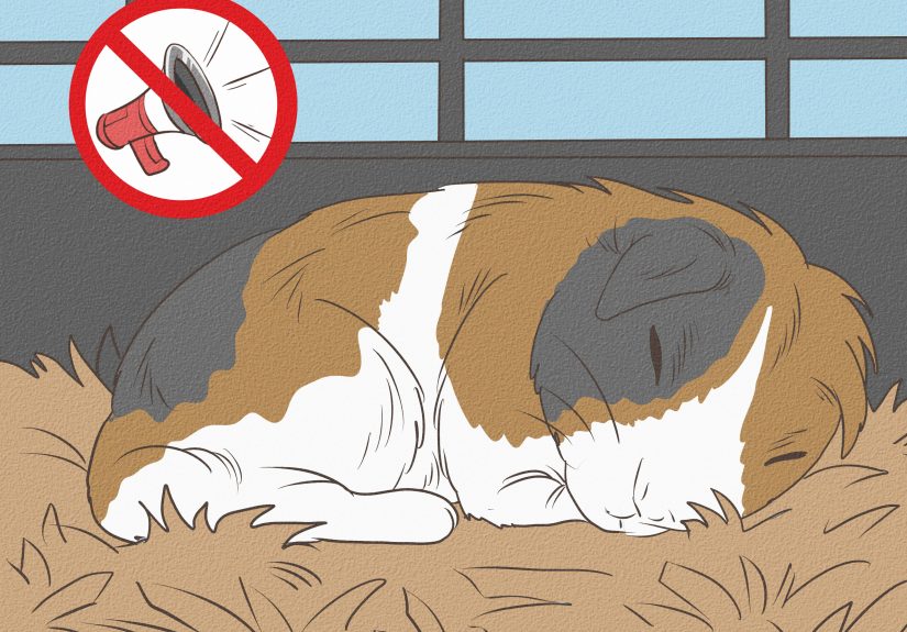 3 Ways to Tell if Your Guinea Pig Is Pregnant