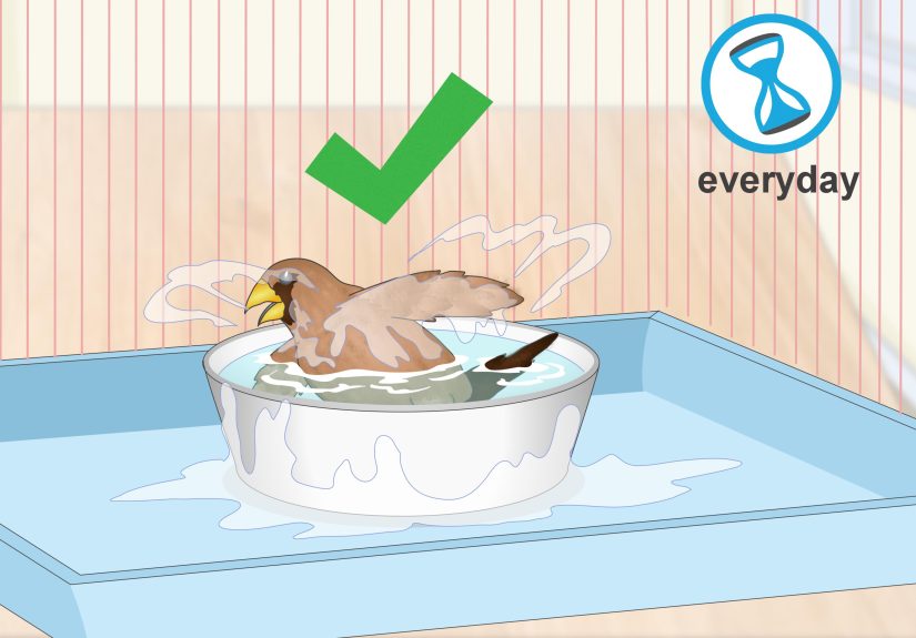 3 Ways to Treat Lice and Mites in Finches
