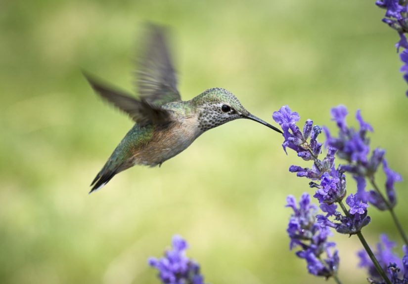 6 Tips for Attracting Hummingbirds to Your Yard - Bob Vila