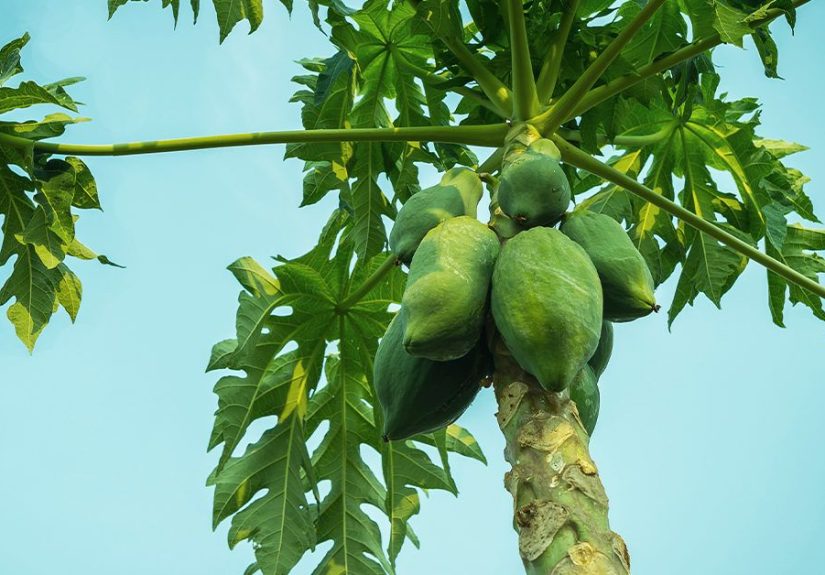 7 Emerging Benefits and Uses of Papaya Leaf