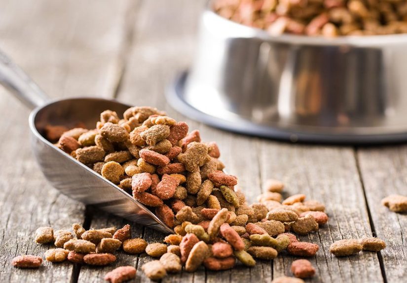 Can Humans Eat Dog Food?