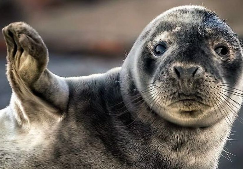 Finnish Photographer Captures Baby Animals Having Fun And Making Funny Expressions (30 Pics)
