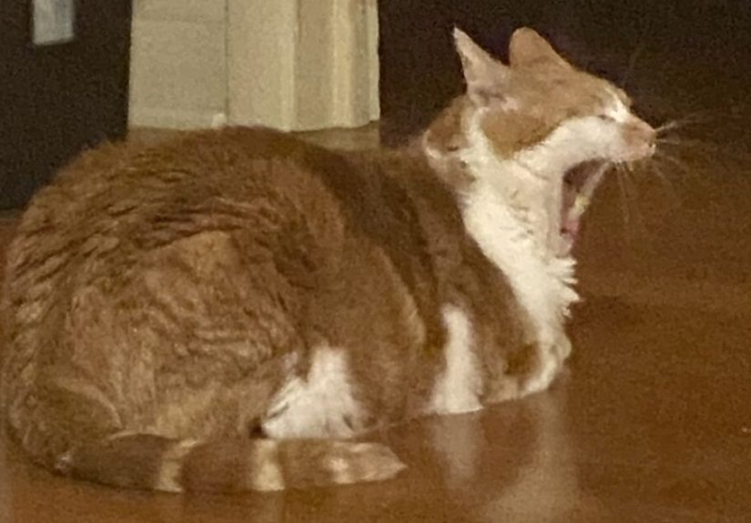 Hey Pandas, Please Post The Weirdest Pic Of Your Cat