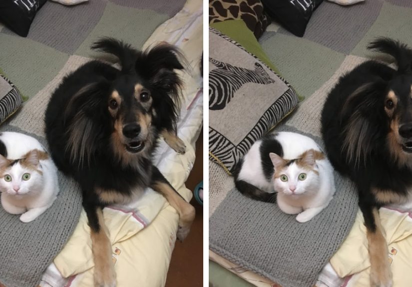Hey Pandas, Submit Photos Of Your Cat And Dog Both Together In One Picture