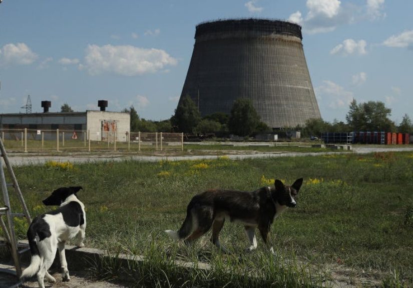 How Some Animals Can Survive Exposure to Nuclear Radiation