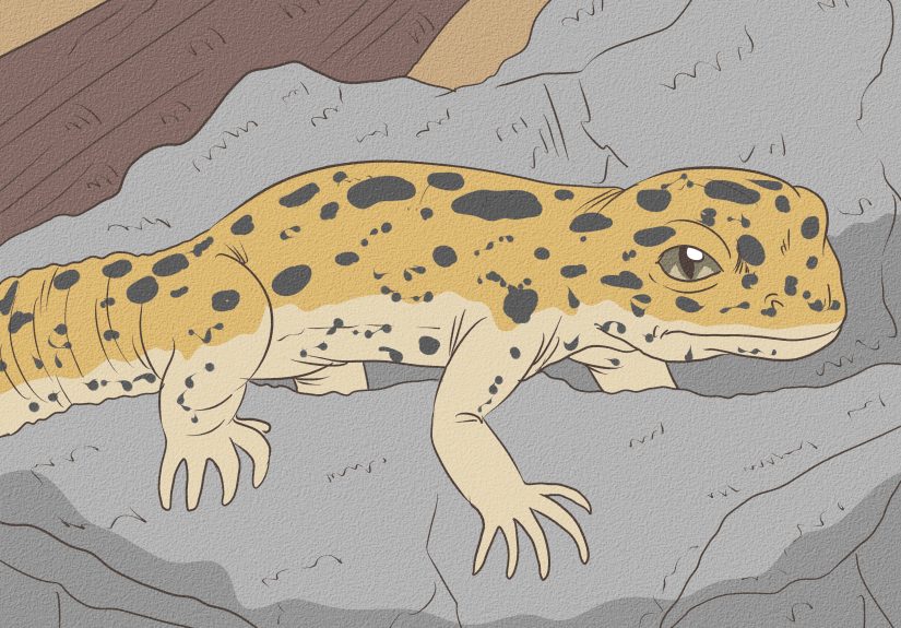 How to Care for a Wounded Leopard Gecko: 10 Steps