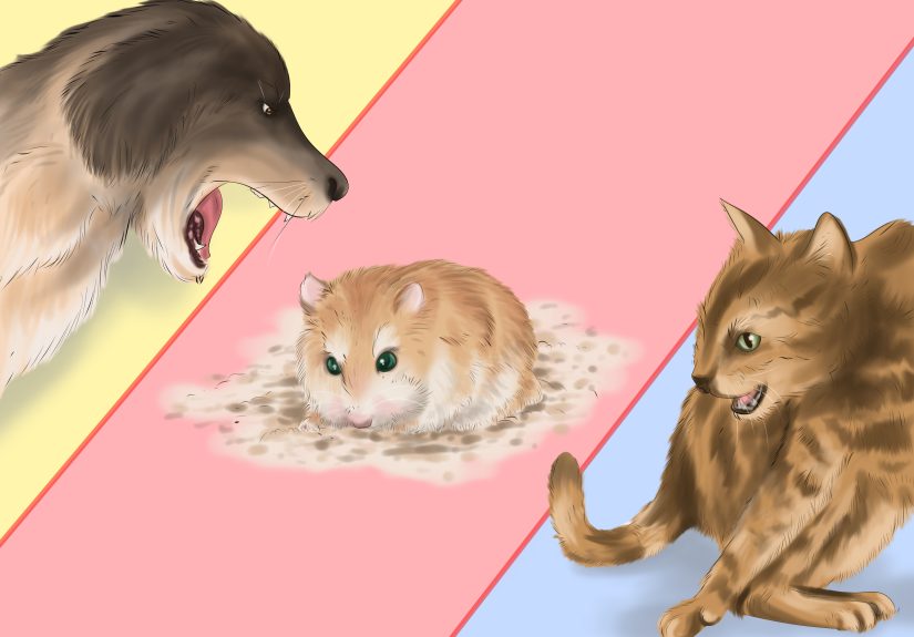 How to Care for Roborovski Hamsters