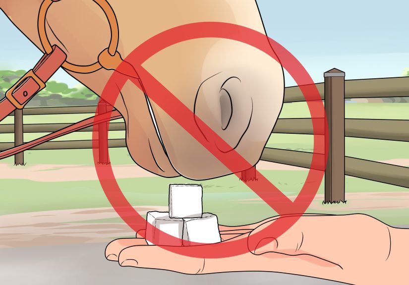 How to Feed a Horse Carrots: 10 Steps
