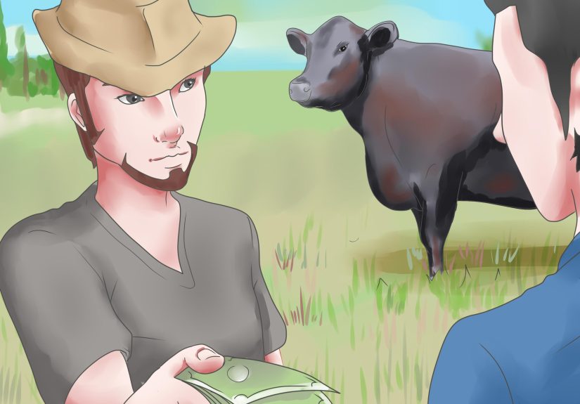 How to Raise Black Angus Cattle: 8 Steps