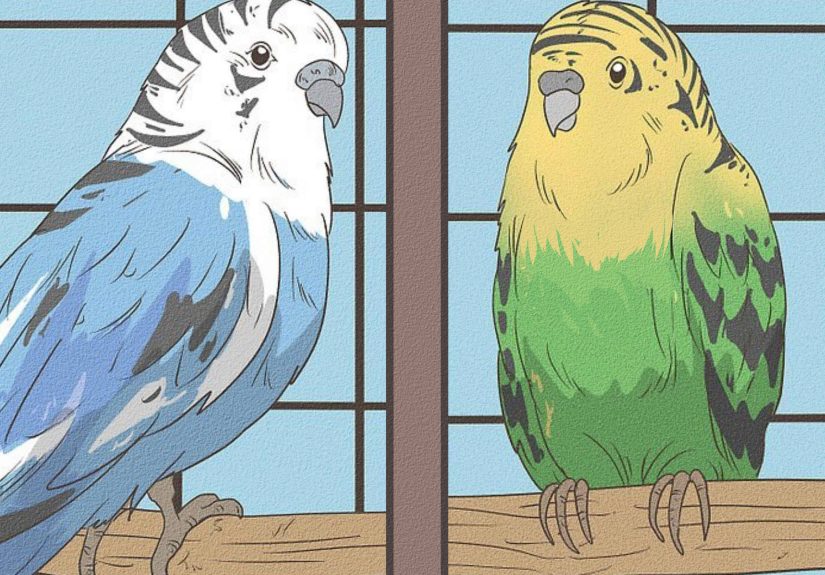 How to Teach Your Budgie to Talk: 7 Steps