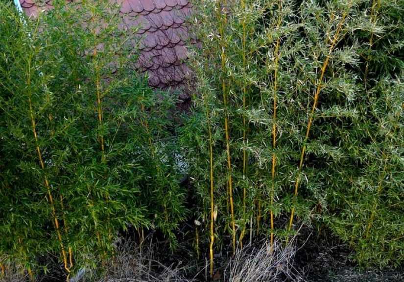 Is Bamboo Taking Over Your Garden? Here's How to Stop It