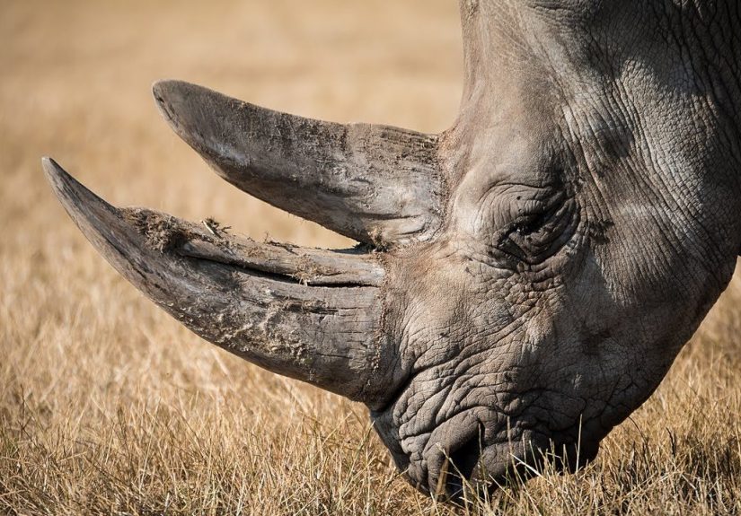 Meet The Endangered Black Rhino – Watch And Become Aware
