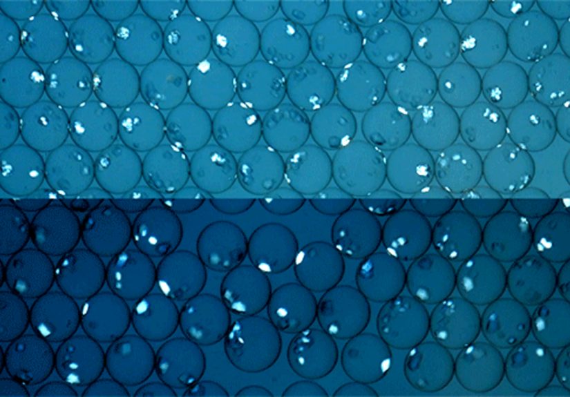 MIT Engineers Pioneer Cost-Effective Protein Purification For Cheaper Drugs
