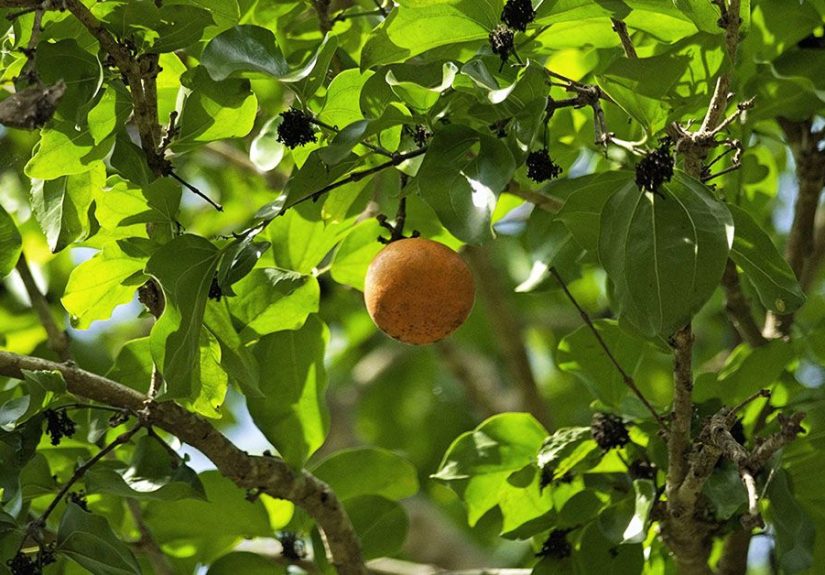 Nux vomica: Research, Potential Benefits, and Side Effects
