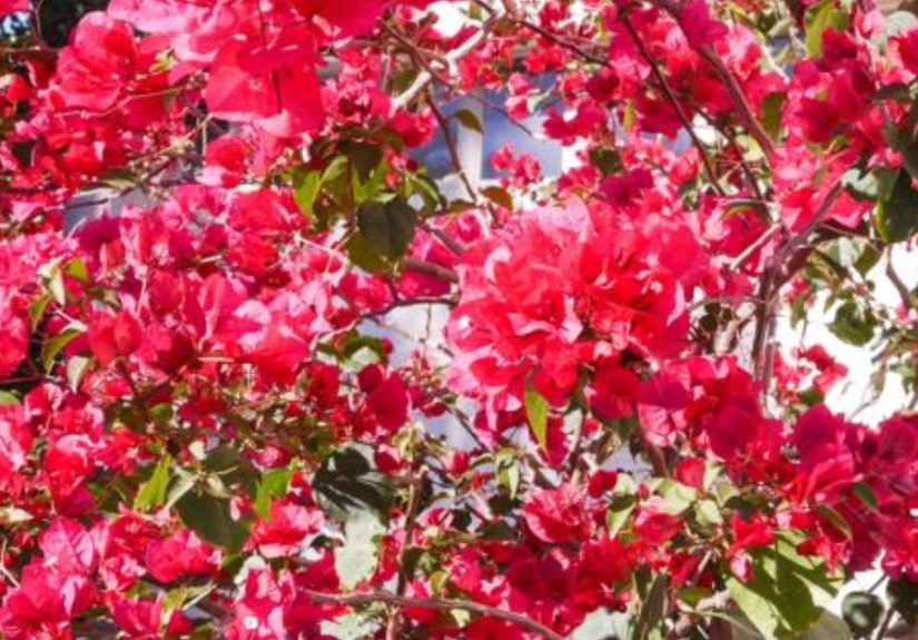 Pruning Bougainvillea In Summer (Mid-Season) To Encourage More Bloom