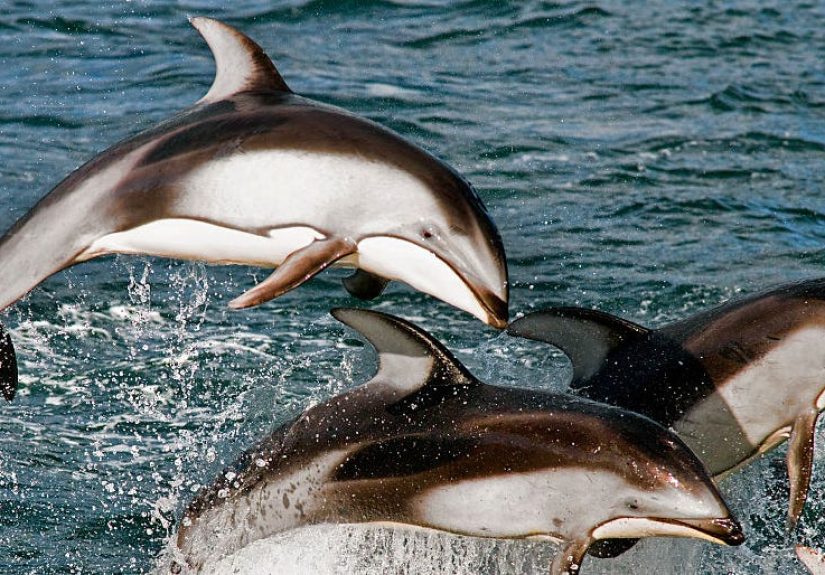 Russia Is Using Trained Military Dolphins Against Ukraine