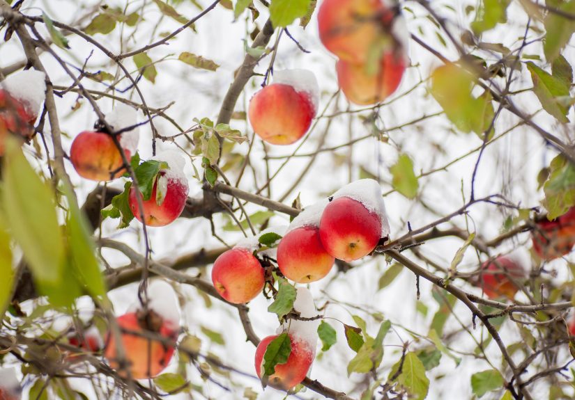 The Overlooked Threat Your Fruit Trees Face in Winter