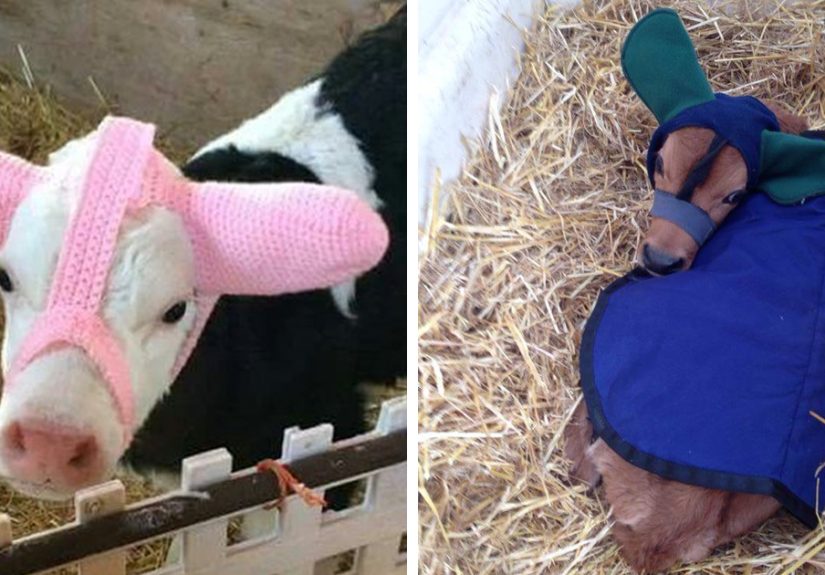 Turns Out, Farmers Are Protecting Their Calves From Frostbite With Earmuffs, And It’s Too Cute