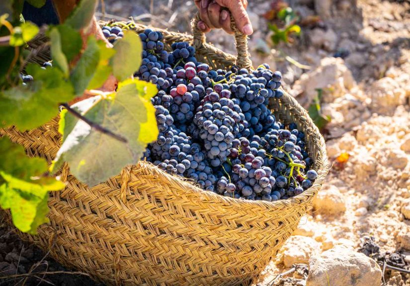 What Is Tempranillo Wine?
